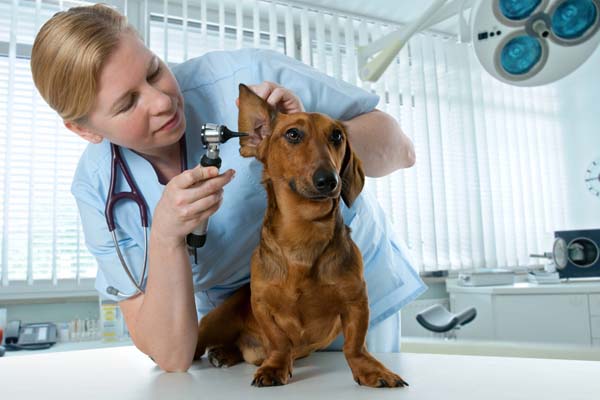 Ein Hund beim Tierarzt wird an den Ohren untersucht. 