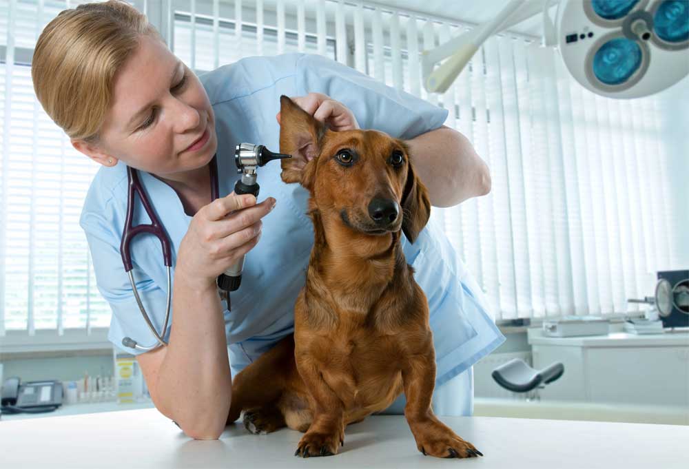 Beim Tierarzt wird ein Ohr des Hundes untersucht. Ohrenentzündungen vorbeugen.